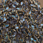 8K Eye Light Sky Blue Colour Glossy Kundans