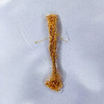 Fuse Wire / Kothimeera - 10grams