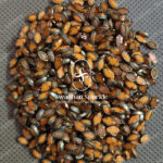 6K Eye Orange Colour Matt Kundans