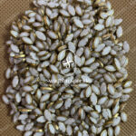 8K Eye Ceramic White Colour Kundans